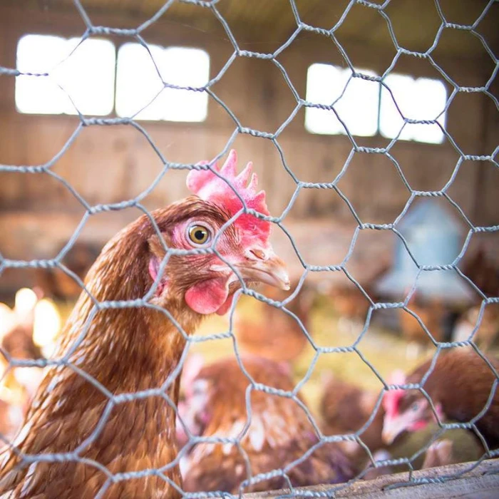 Hen photographed through chicken wire with a softly lit background.